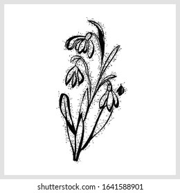 Snowdrop motif.Black and white graphics.Vector.