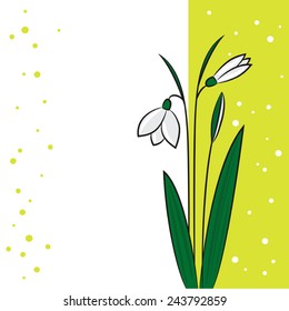 snowdrop on a light green background -vector illustration