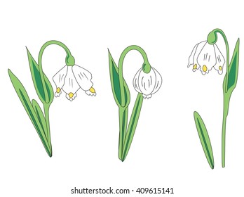 Snowdrop on a white background. Spring flowers of the plant family Amaryllidaceae