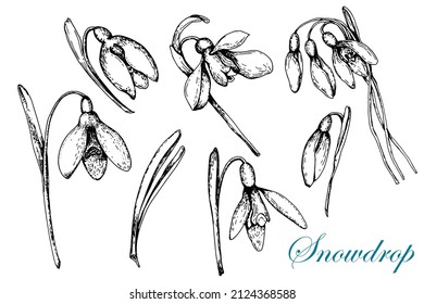 Snowdrop. Set. Black and white sketch. Hand drawn vector illustration. Isolated on white background.Doodle