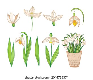 Snowdrop set isolated on white. Cartoon vector spring flowers plants. Botanic collection design.