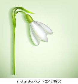 Snowdrop with a shadow on a light background
