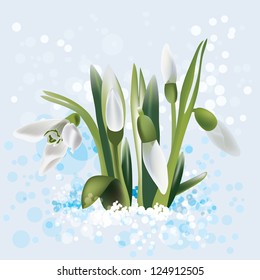 snowdrop in snow, vector illustration
