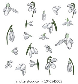 snowdrop spring flower