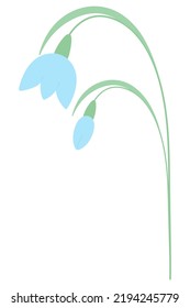 Snowdrop. Spring flower and blue bud. Color vector illustration. Tender plant with green stem. Flat style. Isolated background. Idea for web design, invitations, postcards.