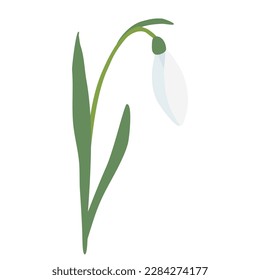 Schneeflocke, Frühlingsblume mit schiefer Knospe einzeln auf weißem Hintergrund, Vektorgrafik