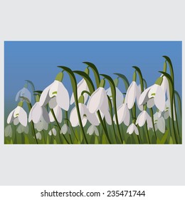snowdrop. spring flower. vector illustration