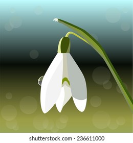 snowdrop. spring flower. vector illustration
