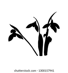 Snowdrop spring flowers black silhouette. Delicate Galanthus nivalis flower, spring symbols. Snowdrop blossoms. Sketsh style