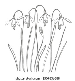 Snowdrop spring flowers. Botanical plant illustration. Vintage medicinal herbs sketch set of ink hand drawn medical herbs and plants sketch