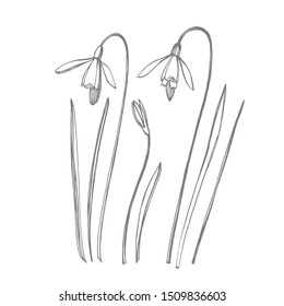 Snowdrop spring flowers. Botanical plant illustration. Vintage medicinal herbs sketch set of ink hand drawn medical herbs and plants sketch