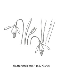 Des fleurs de printemps de neige. Illustration végétale. Dessin d'herbes médicinales vintage ensemble d'herbes et de plantes médicales dessinées à la main à l'encre