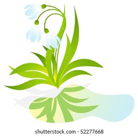 Snowdrop with three buds reflected in a water pool. Vector illustration, isolated on a white.