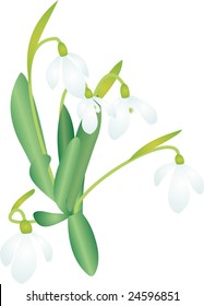 snowdrop vector