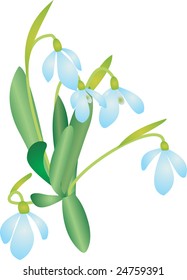 snowdrop vector