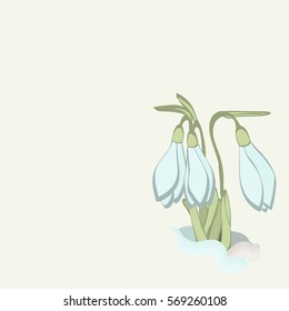 Snowdrop vector colorful botanical sketch hand drawn. Decorative graphic floral element for  florist shop, greeting card, wedding invitations