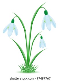 snowdrop vector illustration isolated on white background