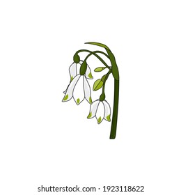 Snowdrop. Vector illustration. Spring flower.