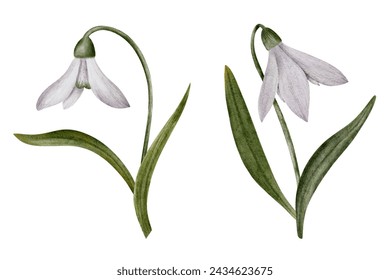 Snowdrop watercolor hand drawn flower and green leaves. Collection of spring flowers Galanthus. Concept spring, primrose, easter, botanical illustration. clipart for cards, textiles, templates.