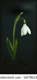 snowdrop white.Galanta is a perennial petal-shaped herbaceous bulbous single-rooted plants.vector