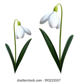 snowdrops