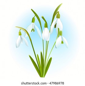 Snowdrops