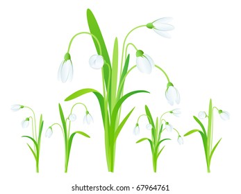 Snowdrops