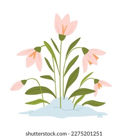 Snowdrops blooming through the snow.Spring flowers.Hand drawn flat illustration.Hand drawn flat illustration.