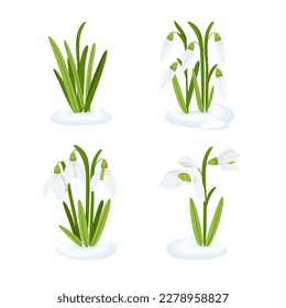 Snowdrops buds and leaves in melting snow. Delicate spring primroses. Galanthus wild flowers. Nature herb plants. Set of vector elements perfect for a decorated poster, card, pattern.