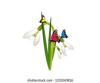 Snowdrops with butterfly