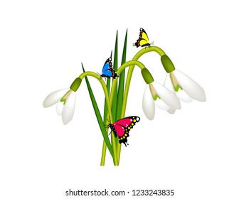 Snowdrops with butterfly