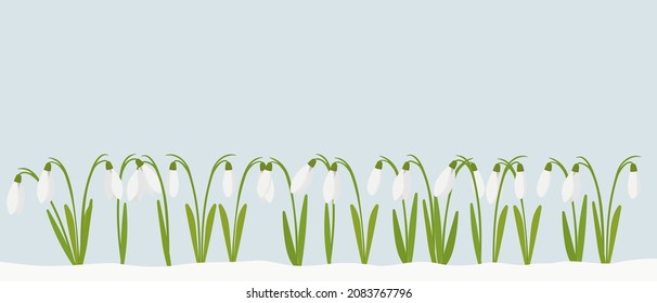 Las gotas de nieve son las primeras flores de primavera en florecer en marzo o abril. Dibujo plano vectorial de dibujos animados para crear una tarjeta de Pascua o un volante con un lugar para el texto.