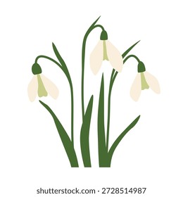 snowdrops, first spring flowers, Galanthus nivalis, symbol of renewal, hope and new beginnings, perfect natural visual for seasonal, botanical and minimalist design projects - vector illustration
