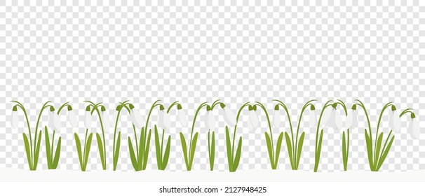 Snowdrops are the first spring flowers that bloom in March or April. Flat vector illustration for creating an Easter card or flyer with space for text on a transparent background.