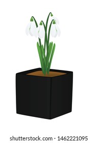 Snowdrops flower in black pot. vector