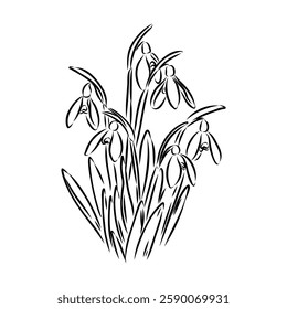 Snowdrops flower continuous line art drawing style. Snowdrop line sketch. Spring concept.