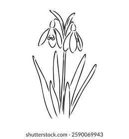 Snowdrops flower continuous line art drawing style. Snowdrop line sketch. Spring concept.