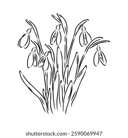 Snowdrops flower continuous line art drawing style. Snowdrop line sketch. Spring concept.