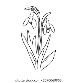 Snowdrops flower continuous line art drawing style. Snowdrop line sketch. Spring concept.