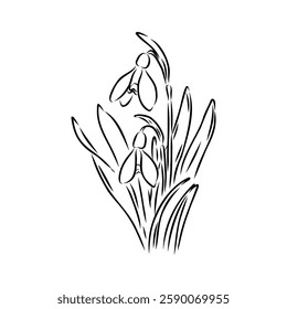 Snowdrops flower continuous line art drawing style. Snowdrop line sketch. Spring concept.