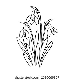 Snowdrops flower continuous line art drawing style. Snowdrop line sketch. Spring concept.