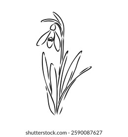 Snowdrops flower continuous line art drawing style. Snowdrop line sketch. Spring concept.