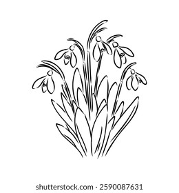 Snowdrops flower continuous line art drawing style. Snowdrop line sketch. Spring concept.