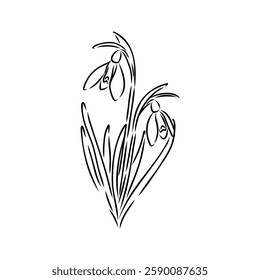 Snowdrops flower continuous line art drawing style. Snowdrop line sketch. Spring concept.