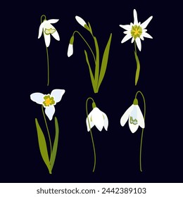 Snowdrops flower vector set isolated on white background. Cute Spring garden plant collection illustration