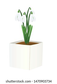 Snowdrops flower in white pot. vector