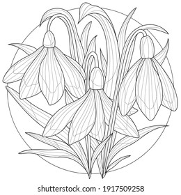 Snowdrops flowers. Coloring book antistress for children and adults. Illustration isolated on white background.Zen-tangle style. Black and white illustration.Hand draw