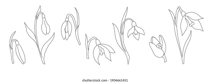 Snowdrops flowers in different stages of flowering. Linear vector illustration. suitable for coloring decorative works, for use in invitations, postcards and other typography 