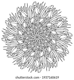 Snowdrops flowers mandala coloring page stock vector illustration. Hand drawn spring blossom flowers with leaves. Spring ornament coloring page for adults. Floral mandala black outline white isolated