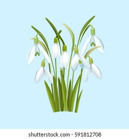 Snowdrops flowers on a blue background.  Spring vector illustration